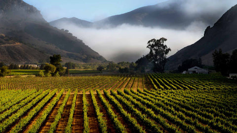 Learn About Wine